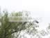 Heron in Flight Lee Valley.jpg (131kb)